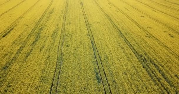 Vue aérienne du champ de colza en fleurs 