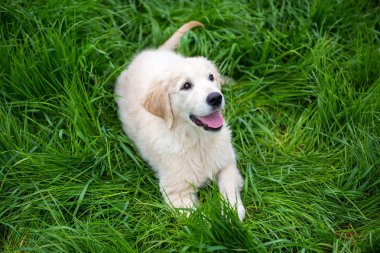 Golden Retriever köpek yavrusu çimlerde