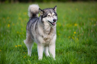 Dog breed Alaskan Malamute clipart