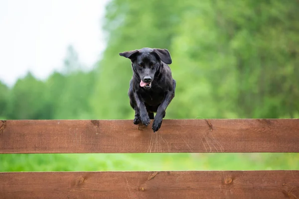 Svart Labrador Hoppa Över Staketet — Stockfoto