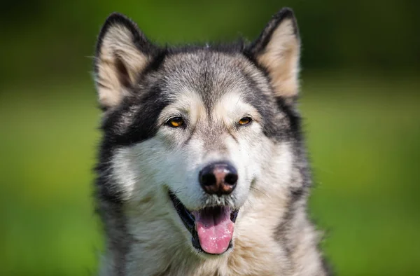 Retrato Uma Raça Cães Alasca Malamute — Fotografia de Stock