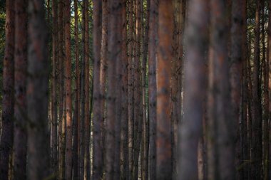 Çam ormanı. Küçük alan derinliği