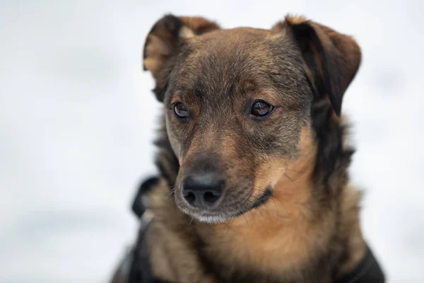 Vinter porträtt av en blandras hund — Stockfoto