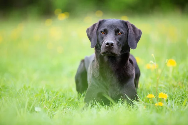 Siyah bir labrador av köpeğinin portresi. — Stok fotoğraf