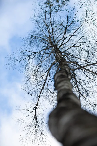 Leafless birch on the background sky — Stock Photo, Image