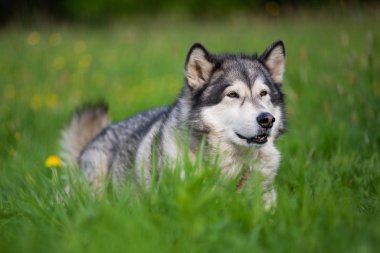 Alaskan Malamute köpek çimenlerde yalan