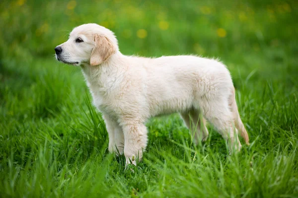 Cachorrinho Golden retriever em um prado verde — Fotografia de Stock