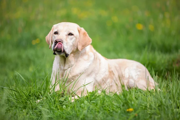 绿色草地上明亮的拉布拉多猎犬 — 图库照片