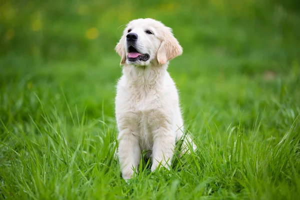 Золотистый ретривер щенок на зеленом лугу — стоковое фото
