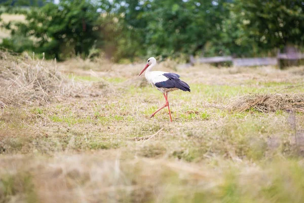 Stork walking through the meadow — Stock Photo, Image