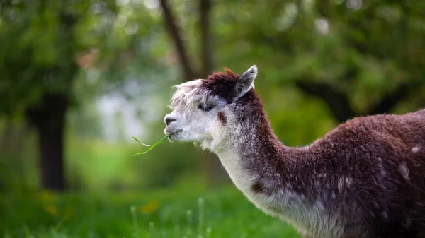 Альпака ест траву, южноамериканское млекопитающее — стоковое фото