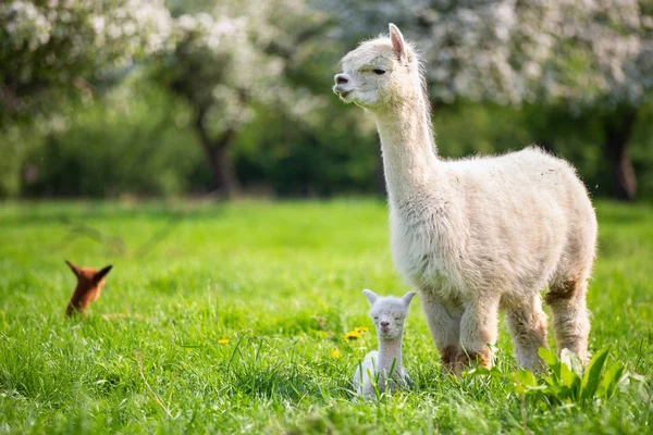 Alpaca blanca con descendencia, mamífero sudamericano — Foto de Stock