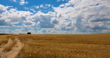 Mısır gevreği alan - timelapse görünümünü