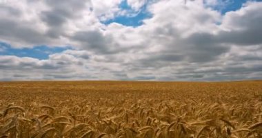 Mısır gevreği alan - timelapse görünümünü