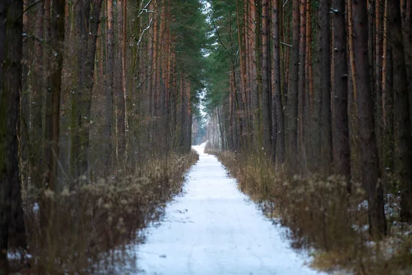 Footpath in a pine forest in winter — Stock Photo, Image