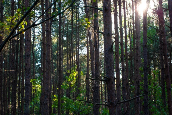 The sun shining through a mixed forest — Stock Photo, Image