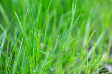 Genç otlar yaklaşır. Makro fotoğrafçılık, küçük bir alan derinliği