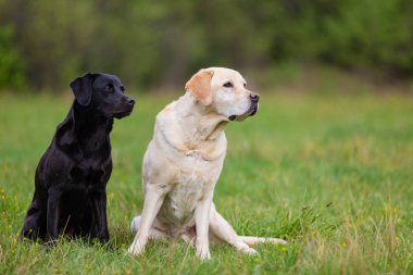 Bir bahar çayırında iki Labradors Retriver
