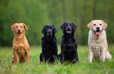 Bir bahar çayırında dört Labradorre Retriver
