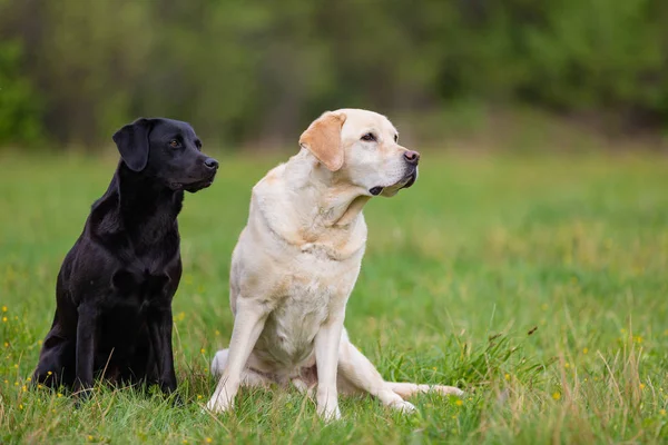 Due Labrador Retriver su un prato primaverile — Foto Stock
