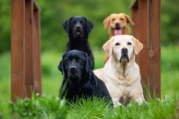 Fyra labradorer Retriver på en våräng — Stockfoto