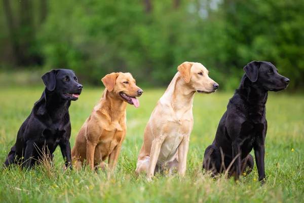 Four Labradors Retriver op een lente weide — Stockfoto