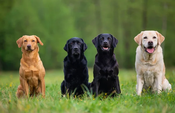 Four Labradors Retriver on a spring meadow — Stock Photo, Image