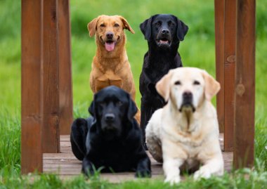 Dört Labrador Retriever köpek.
