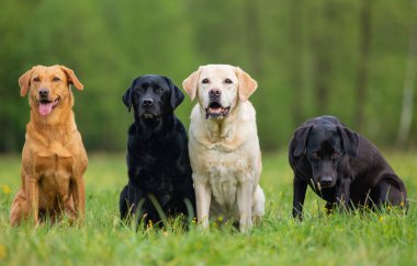 Dört Labrador Retriever köpek.
