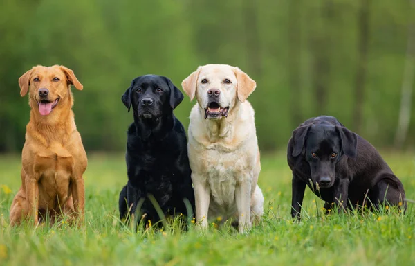 Fyra Labrador retriever hundar. — Stockfoto