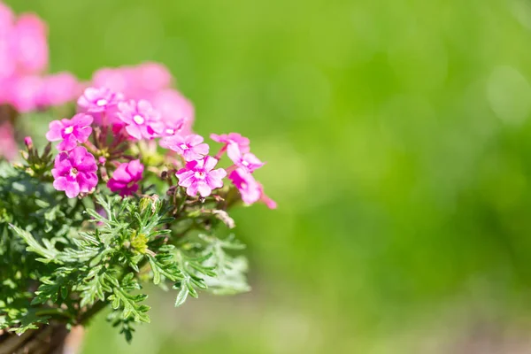 Small pink garden flowers. — Stock Photo, Image