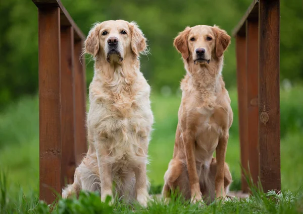 นั่งสองสุนัขโกลเด้นรีทรีฟเวอร์ . — ภาพถ่ายสต็อก