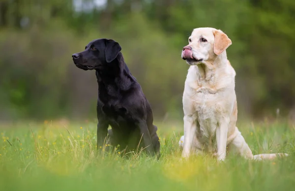 Dwa labrador retriever psy. — Zdjęcie stockowe