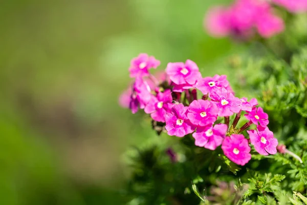 Small pink garden flowers. — Stock Photo, Image