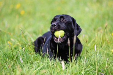 Siyah labrador retriever bir top ile oynarken