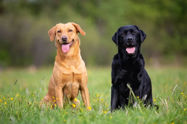 Två labradorer sitter på en våräng — Stockfoto