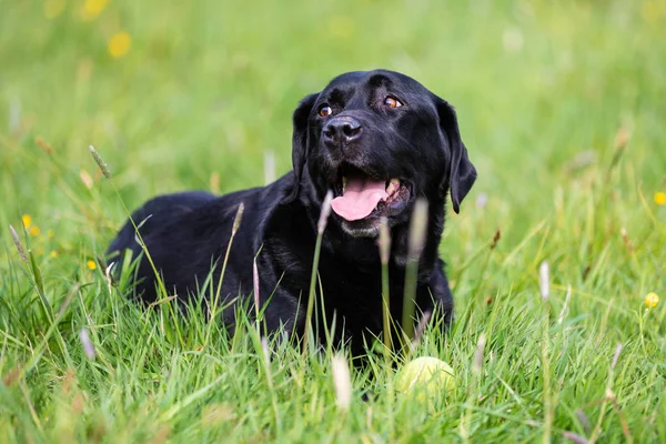 Siyah labrador retriever bir top ile oynarken — Stok fotoğraf