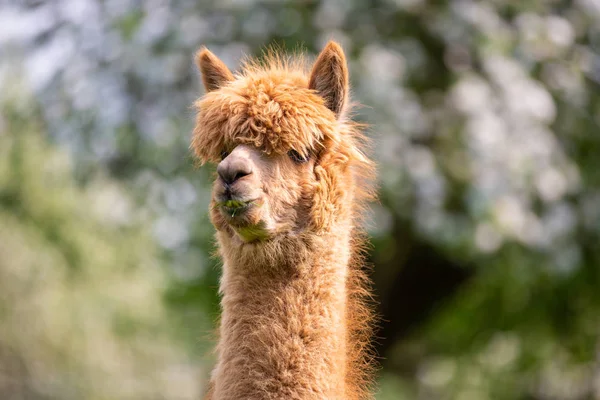 Ritratto di un Alpaca, un mammifero sudamericano — Foto Stock