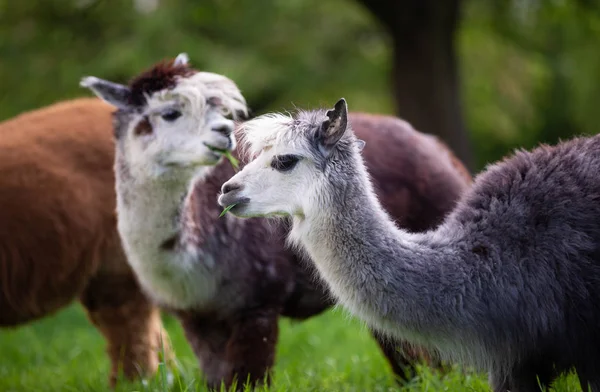 Retrato de dos Alpacas, mamíferos sudamericanos — Foto de Stock