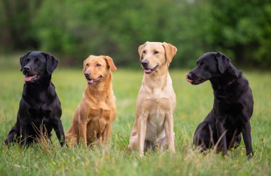 Bir bahar çayırında dört Labrador Retriever köpeği