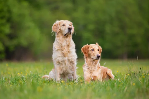 สุนัข Golden Retriever สองตัวบนทุ่งหญ้าสีเขียว — ภาพถ่ายสต็อก