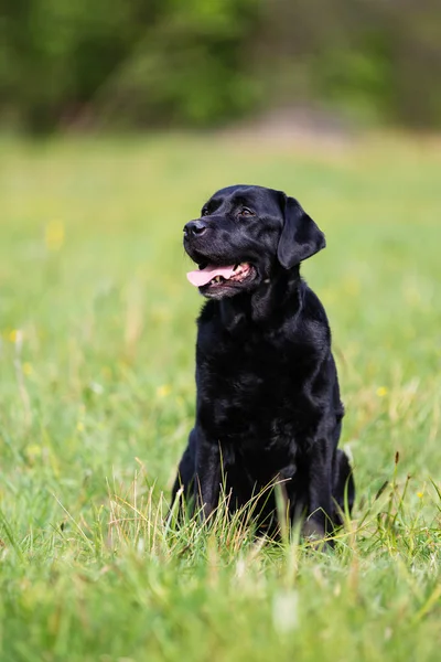 春の牧草地にブラックラブラドールレトリバー犬 — ストック写真