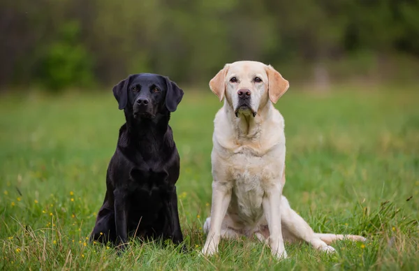 Twee labrador retriever honden — Stockfoto