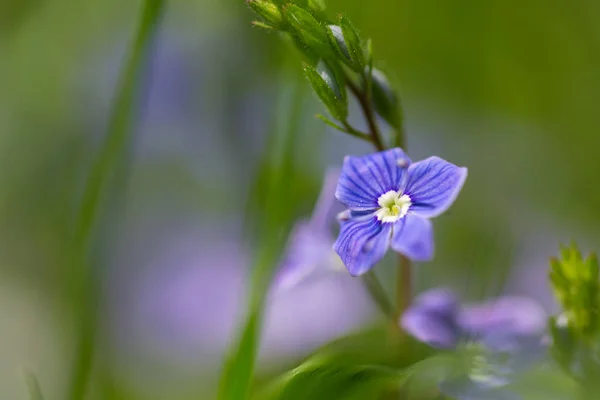 Small purple flower on a green background — Stock Photo, Image