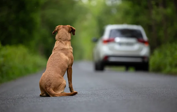 Perro abandonado en el camino —  Fotos de Stock