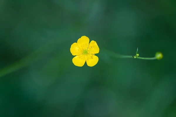 Small yellow flower on a green background — Stock Photo, Image