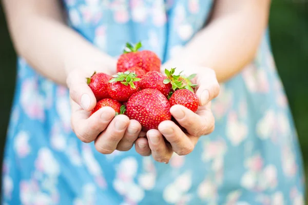 Mains féminines tenant des fraises fraîches — Photo