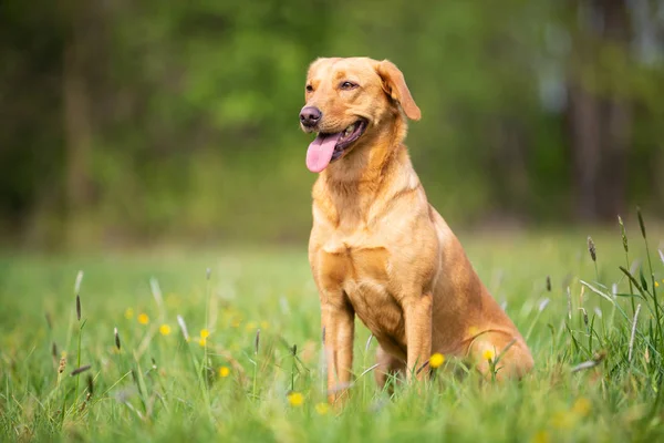 Žlutý pes labradorského extraktoru s pracovní linkou — Stock fotografie