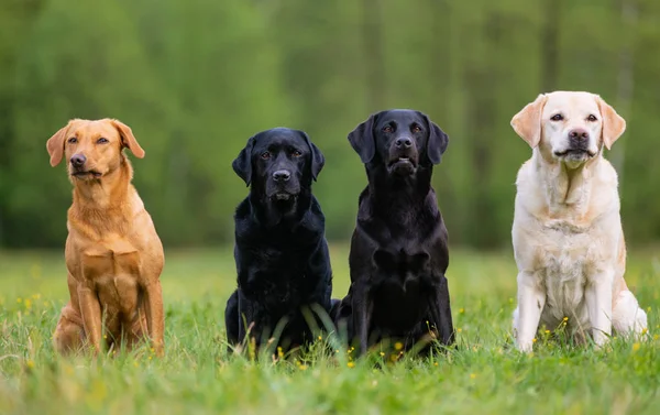 Quatre chiens Labrador retriever sur la prairie — Photo
