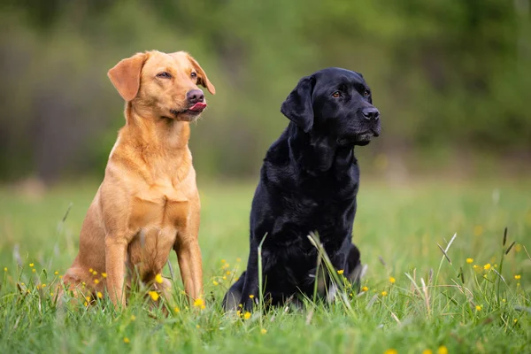 สุนัข Labrador Retriever สองตัว สีเหลืองและสีดํา — ภาพถ่ายสต็อก